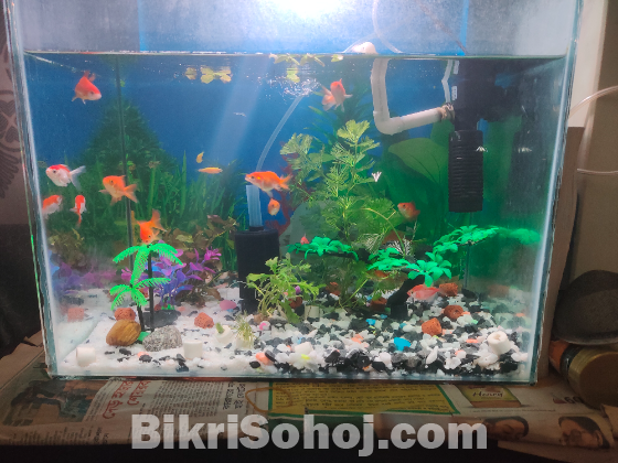 2 ti aquarium 15 ti gold